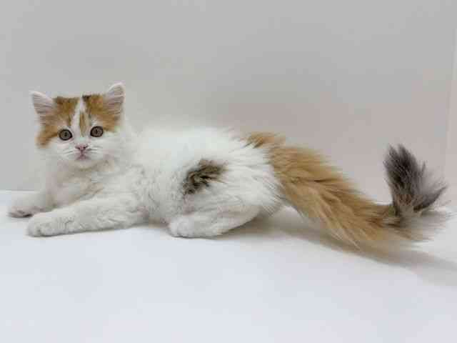 広島県のラガマフィン (ひごペットフレンドリーフジグラン神辺店/2025年10月12日生まれ/女の子/キャリコ)の子猫の3枚目の画像