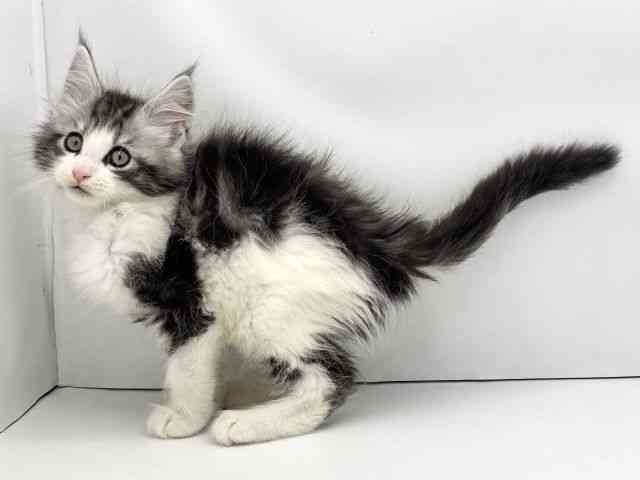 兵庫県のメインクーン (ひごペットフレンドリークラウンパーク伊丹店/2025年10月12日生まれ/男の子/シルバータビーホワイト)の子猫の3枚目の画像