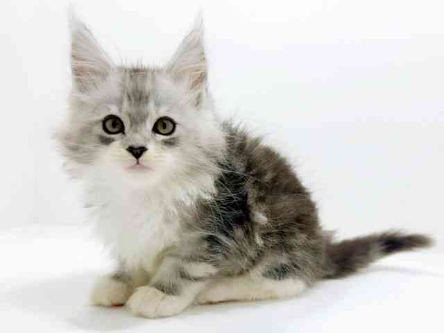 広島県のメインクーン (ひごペットフレンドリーフジグラン神辺店/2025年10月12日生まれ/男の子/シルバータビーホワイト)の子猫の3枚目の画像