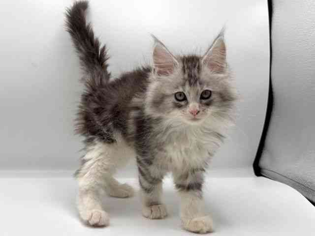 愛知県のメインクーン (ひごペットフレンドリープライムツリー赤池店/2025年10月12日生まれ/女の子/シルバータビーホワイト)の子猫の3枚目の画像