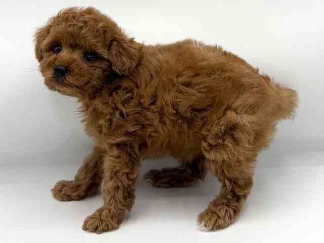 大阪府のトイプードル(トイ) (ひごペットフレンドリーららぽーとEXPOCITY店/2025年10月7日生まれ/女の子/レッド)の子犬の3枚目の画像