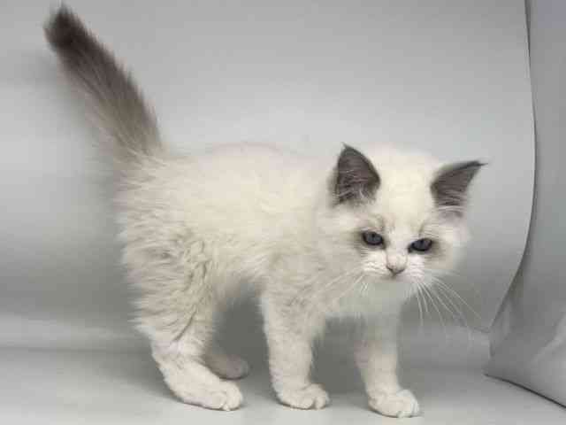 徳島県のラグドール (ひごペットフレンドリーゆめタウン徳島店/2025年9月25日生まれ/男の子/ブルーポイントバイカラー)の子猫の3枚目の画像