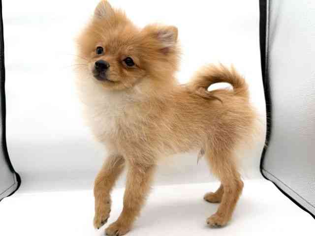 大阪府のポメラニアン (ひごペットフレンドリーイオンそよら海老江店/2025年10月7日生まれ/男の子/オレンジ)の子犬の3枚目の画像