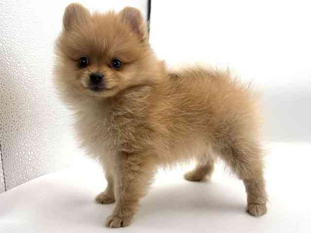 大阪府のポメラニアン (ひごペットフレンドリーイオンそよら海老江店/2025年10月7日生まれ/男の子/オレンジ)の子犬の3枚目の画像