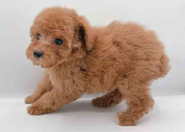 島根県のトイプードル(トイ) (ひごペットフレンドリーイオン松江ショッピングセンター店/2025年10月11日生まれ/女の子/レッド)の子犬の3枚目の画像