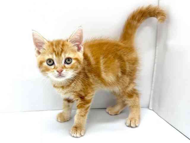 大阪府のアメリカンショートヘアー (ひごペットフレンドリーイオンタウン茨木太田店/2025年10月7日生まれ/男の子/レッドタビー)の子猫の3枚目の画像