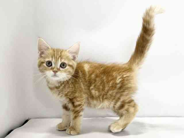 愛媛県のアメリカンショートヘアー (ひごペットフレンドリーイオンモール今治新都市店/2025年10月7日生まれ/女の子/レッドタビー)の子猫の3枚目の画像