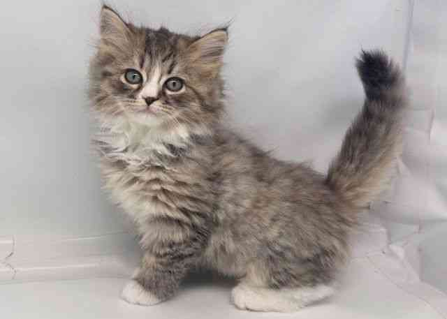 鳥取県のラガマフィン (ひごペットフレンドリーイオンモール鳥取北店/2025年10月12日生まれ/男の子/ブラウンタビーホワイト)の子猫の3枚目の画像