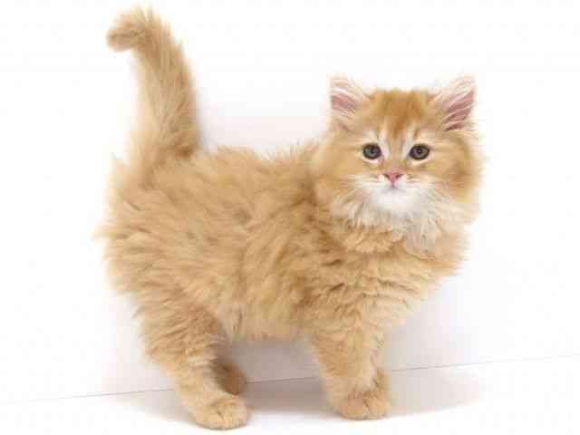 大阪府のサイベリアン (ひごペットフレンドリーいこらもーる泉佐野店/2025年10月6日生まれ/男の子/レッドタビー)の子猫の3枚目の画像