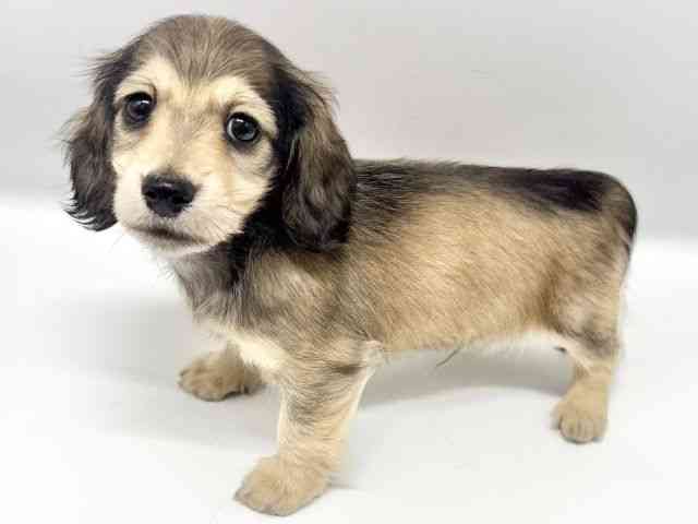 大阪府のミニチュアダックスフンド(ロング) (ひごペットフレンドリーイオンタウン豊中庄内店/2025年10月9日生まれ/男の子/シェーデットイエロー)の子犬の3枚目の画像