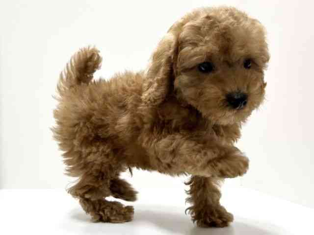 愛知県のトイプードル(トイ) (ひごペットフレンドリーららぽーと名古屋みなとアクルス店/2025年10月3日生まれ/男の子/アプリコット)の子犬の3枚目の画像