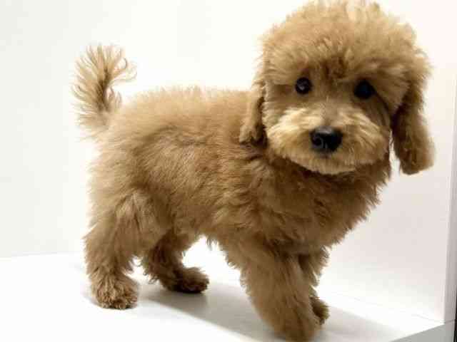 愛知県のトイプードル(トイ) (ひごペットフレンドリーららぽーと名古屋みなとアクルス店/2025年10月3日生まれ/男の子/アプリコット)の子犬の3枚目の画像