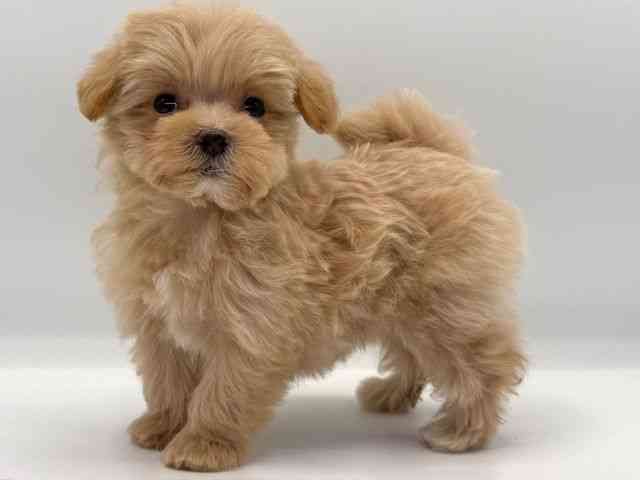 愛知県のマルプー(マルチーズ×プードル) (ひごペットフレンドリープライムツリー赤池店/2025年10月12日生まれ/女の子/クリーム)の子犬の3枚目の画像