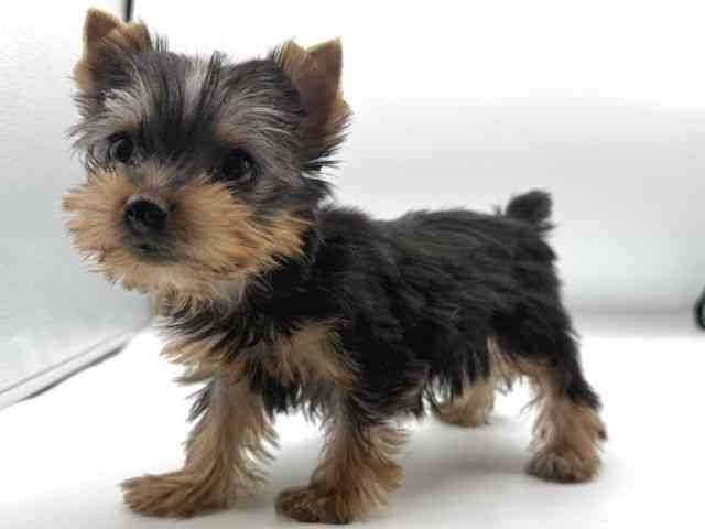 愛知県のヨークシャーテリア (ひごペットフレンドリープライムツリー赤池店/2025年10月13日生まれ/女の子/スチールブルータン)の子犬の3枚目の画像