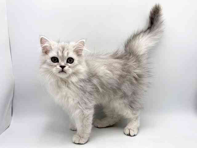 奈良県のペルシャ (ひごペットフレンドリー田原本店/2025年10月12日生まれ/男の子/チンチラシルバー)の子猫の3枚目の画像