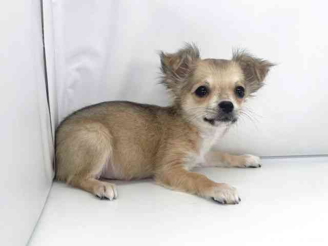 兵庫県のチワワ(ロング) (ひごペットフレンドリーイオンタウン加古川店/2025年10月7日生まれ/男の子/フォーン)の子犬の3枚目の画像