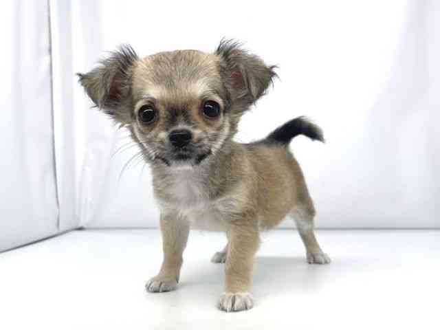 兵庫県のチワワ(ロング) (ひごペットフレンドリーイオンタウン加古川店/2025年10月7日生まれ/男の子/フォーン)の子犬の3枚目の画像