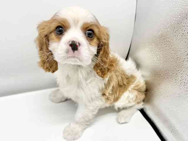 大阪府のキャバリアキングチャールズスパニエル (ひごペットフレンドリーイオンタウン豊中庄内店/2025年10月13日生まれ/男の子/ブレンハイム)の子犬の3枚目の画像
