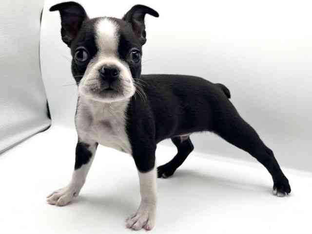 京都府のボストンテリア (ひごペットフレンドリーイオンモール高の原店/2025年10月11日生まれ/男の子/ボストンカラー)の子犬の3枚目の画像