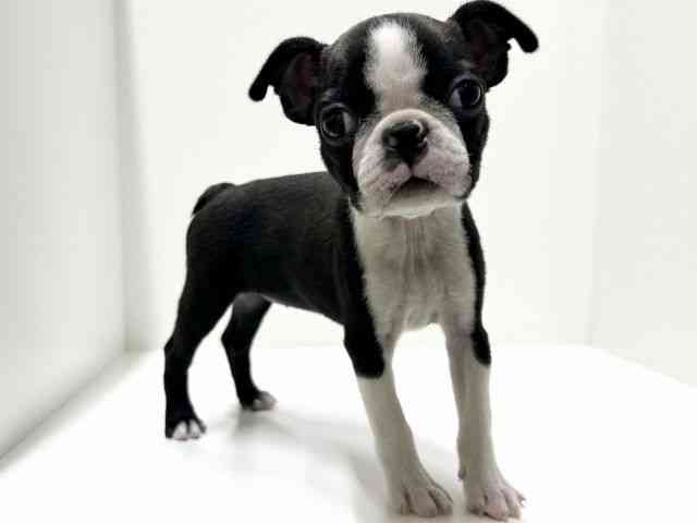 愛知県のボストンテリア (ひごペットフレンドリーららぽーと名古屋みなとアクルス店/2025年10月11日生まれ/女の子/ボストンカラー)の子犬の3枚目の画像