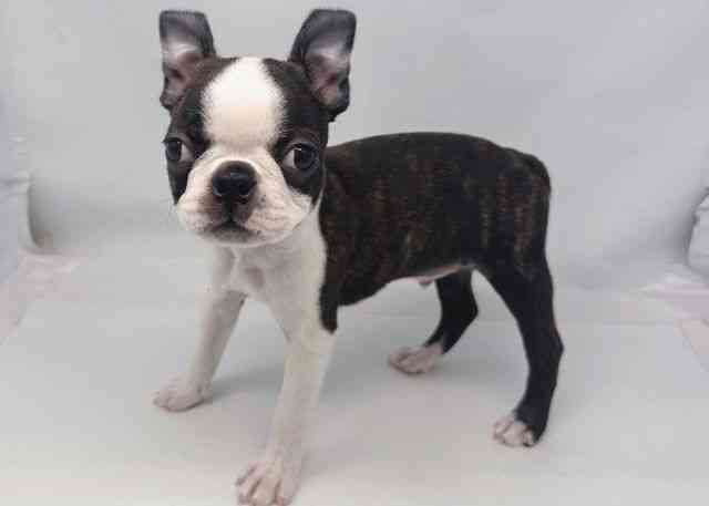 鳥取県のボストンテリア (ひごペットフレンドリーイオンモール鳥取北店/2025年10月11日生まれ/男の子/ボストンカラー)の子犬の3枚目の画像