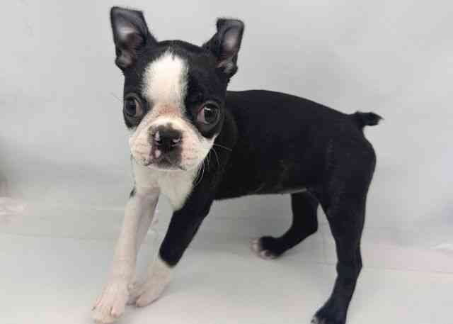 鳥取県のボストンテリア (ひごペットフレンドリーイオンモール鳥取北店/2025年10月11日生まれ/女の子/ボストンカラー)の子犬の3枚目の画像