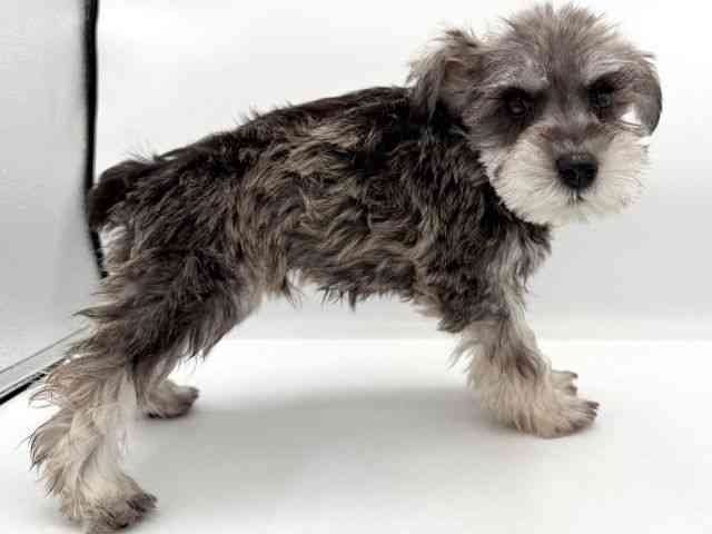 大阪府のミニチュアシュナウザー (ひごペットフレンドリーイオンそよら海老江店/2025年10月12日生まれ/男の子/ソルトペッパー)の子犬の3枚目の画像