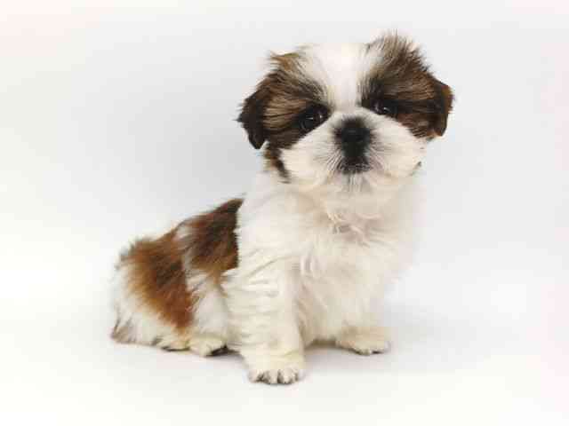 大阪府のシーズー (ひごペットフレンドリー泉ヶ丘店/2025年10月4日生まれ/女の子/ゴールドホワイト)の子犬の3枚目の画像