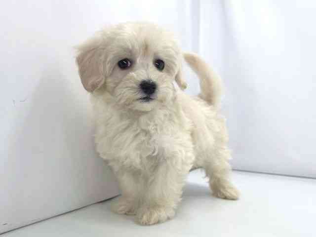 兵庫県のマルプー(マルチーズ×プードル) (ひごペットフレンドリーイオンタウン加古川店/2025年10月11日生まれ/女の子/クリーム)の子犬の3枚目の画像