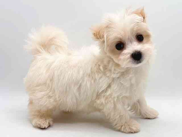 奈良県のマルプー(マルチーズ×プードル) (ひごペットフレンドリー田原本店/2025年10月11日生まれ/女の子/クリーム)の子犬の3枚目の画像