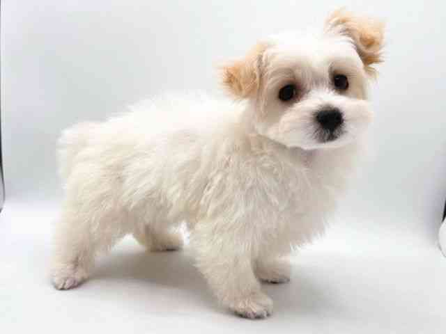 奈良県のマルプー(マルチーズ×プードル) (ひごペットフレンドリー田原本店/2025年10月11日生まれ/女の子/クリーム)の子犬の3枚目の画像