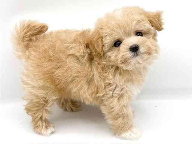 大阪府のマルプー(マルチーズ×プードル) (ひごペットフレンドリーららぽーとEXPOCITY店/2025年10月12日生まれ/女の子/アプリコット)の子犬の3枚目の画像