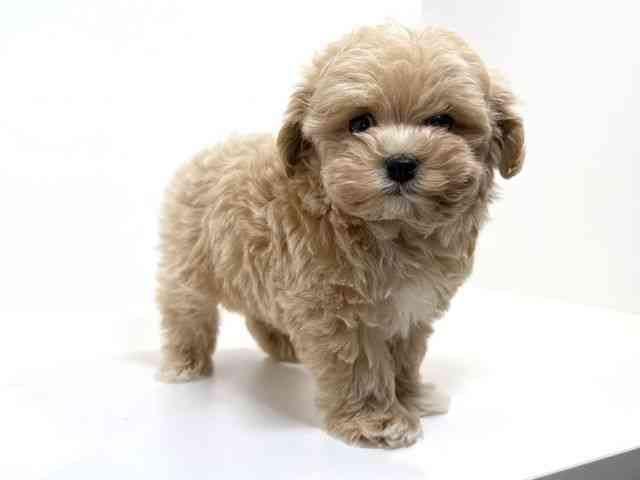 兵庫県のマルプー(マルチーズ×プードル) (ひごペットフレンドリーイトーヨーカドー明石店/2025年10月12日生まれ/男の子/アプリコット)の子犬の3枚目の画像