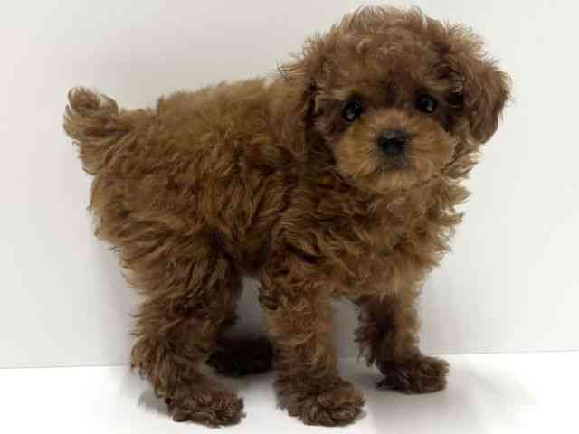 愛知県のトイプードル(トイ) (ひごペットフレンドリーららぽーと名古屋みなとアクルス店/2025年10月10日生まれ/女の子/レッド)の子犬の3枚目の画像