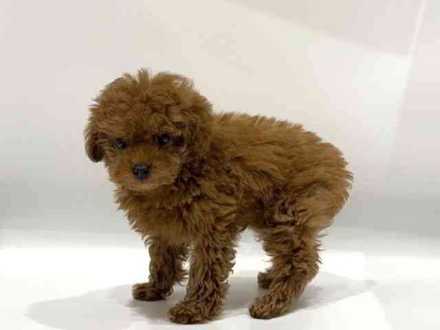 愛知県のトイプードル(トイ) (ひごペットフレンドリーヴィアモール アピタ江南西店/2025年10月10日生まれ/男の子/レッド)の子犬の3枚目の画像