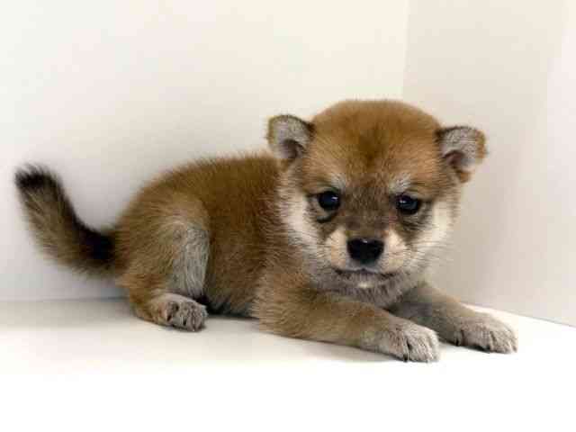 兵庫県の柴犬(標準サイズ) (ひごペットフレンドリーイトーヨーカドー明石店/2025年10月12日生まれ/男の子/赤)の子犬の3枚目の画像