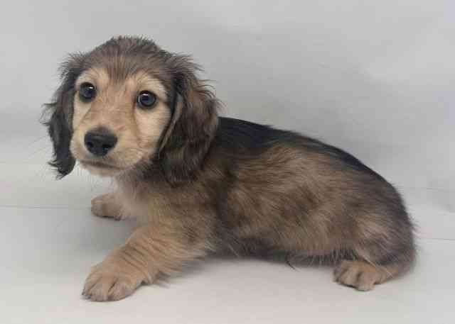 鳥取県のミニチュアダックスフンド(ロング) (ひごペットフレンドリーイオンモール鳥取北店/2025年10月13日生まれ/男の子/シェーデットイエロー)の子犬の3枚目の画像