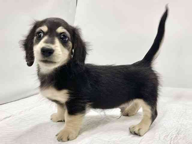 高知県のミニチュアダックスフンド(ロング) (ひごペットフレンドリーイオンモール高知店/2025年10月13日生まれ/男の子/ブラックイエロー)の子犬の3枚目の画像