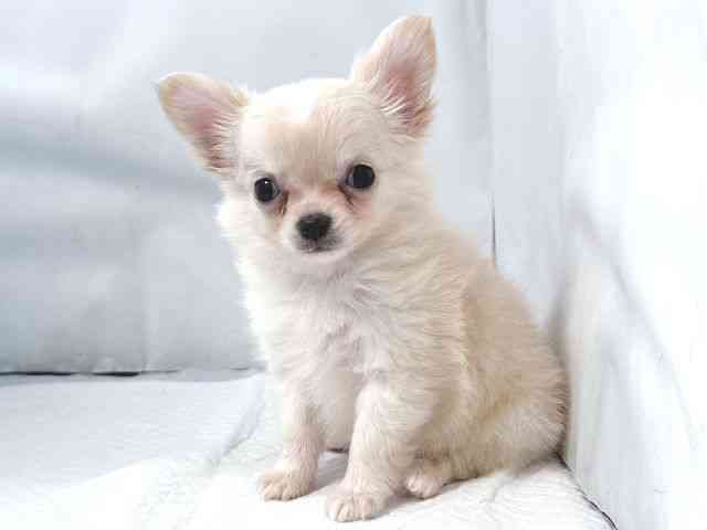 大阪府のチワワ(ロング) (ひごペットフレンドリー堺プラットプラット店/2025年10月9日生まれ/男の子/クリームホワイト)の子犬の3枚目の画像