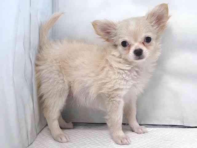 大阪府のチワワ(ロング) (ひごペットフレンドリー堺プラットプラット店/2025年10月9日生まれ/男の子/クリームホワイト)の子犬の3枚目の画像