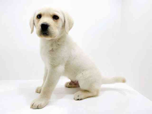 広島県のラブラドールレトリーバー (ひごペットフレンドリーフジグラン神辺店/2025年10月13日生まれ/男の子/イエロー)の子犬の3枚目の画像