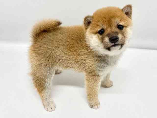 大阪府の柴犬(標準サイズ) (ひごペットフレンドリーイオンタウン豊中庄内店/2025年10月11日生まれ/女の子/赤)の子犬の3枚目の画像