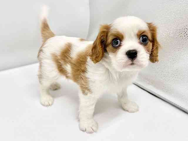 大阪府のキャバリアキングチャールズスパニエル (ひごペットフレンドリーイオンタウン豊中庄内店/2025年10月14日生まれ/女の子/ブレンハイム)の子犬の3枚目の画像