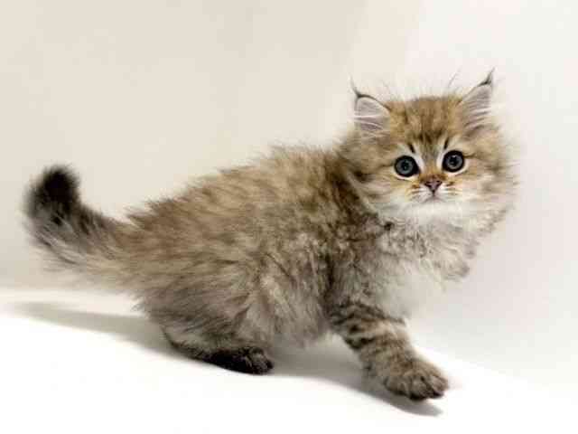 兵庫県のペルシャ (ひごペットフレンドリーイトーヨーカドー明石店/2025年10月6日生まれ/男の子/チンチラゴールデン)の子猫の3枚目の画像