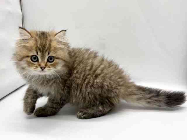 京都府のペルシャ (ひごペットフレンドリー京都店/2025年10月6日生まれ/男の子/チンチラゴールデン)の子猫の3枚目の画像