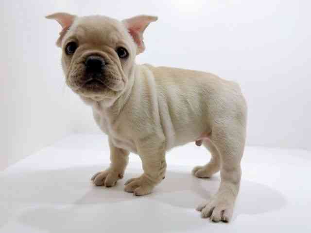 広島県のフレンチブルドッグ (ひごペットフレンドリーフジグラン神辺店/2025年10月12日生まれ/男の子/クリーム)の子犬の3枚目の画像