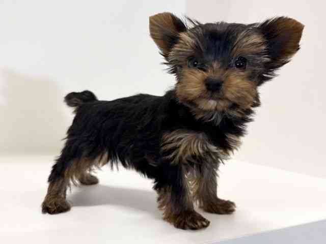 兵庫県のヨークシャーテリア (ひごペットフレンドリーイトーヨーカドー明石店/2025年10月12日生まれ/女の子/スチールブルータン)の子犬の3枚目の画像