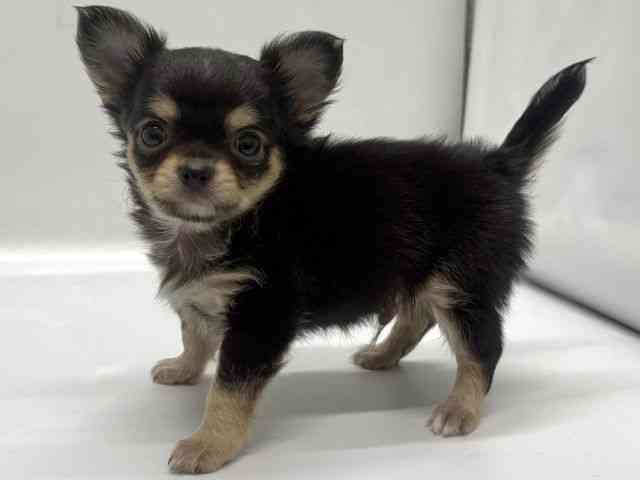 京都府のチワワ(ロング) (ひごペットフレンドリー京都店/2025年10月13日生まれ/男の子/ブラックタンホワイト)の子犬の3枚目の画像