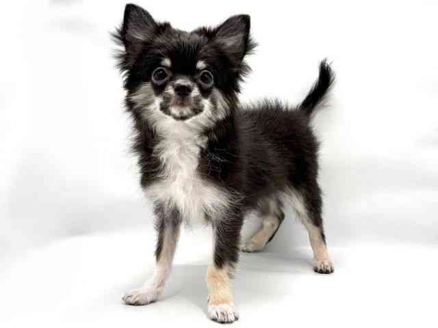 大阪府のチワワ(ロング) (ひごペットフレンドリー東淀川店/2025年10月9日生まれ/男の子/ブラックタンホワイト)の子犬の3枚目の画像