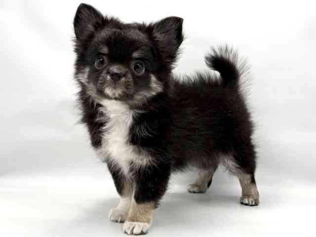 大阪府のチワワ(ロング) (ひごペットフレンドリー東淀川店/2025年10月9日生まれ/男の子/ブラックタンホワイト)の子犬の3枚目の画像